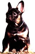 BLACK AND TAN  dit is niet toegestaan