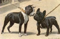 links de Bostonterrier  rechts de Fransebull