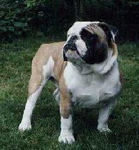 engelse bulldog