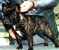 ZWAAR GESTROOMD OF OOK WEL TYGER BRINDLE